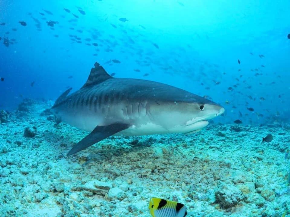 Endhaa, Divers Home Fuvahmulah Ngoại thất bức ảnh